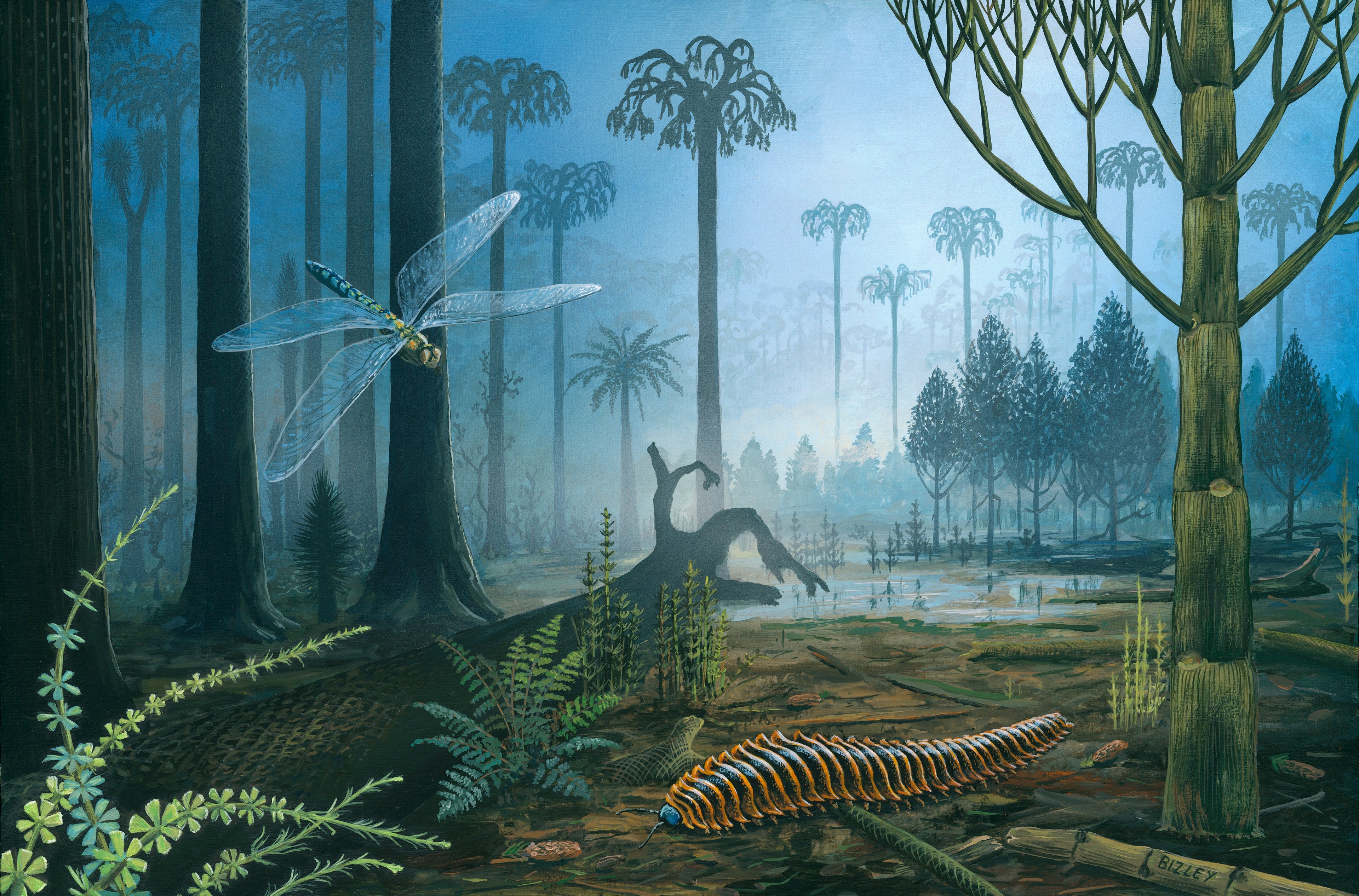 Prehistoric landscape of the carboniferous period from a paleo artist showing a Meganeura, lepidodendron trees, and an arthropleura - showing prehistoric life that inspires the clothing and streetwear of project Pangaea. 