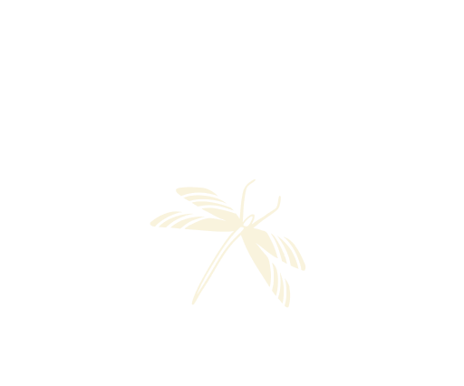 MEGANEURA, giant prehistoric dragon fly, prehistoric bugs, 
learn more about the meganeura. 