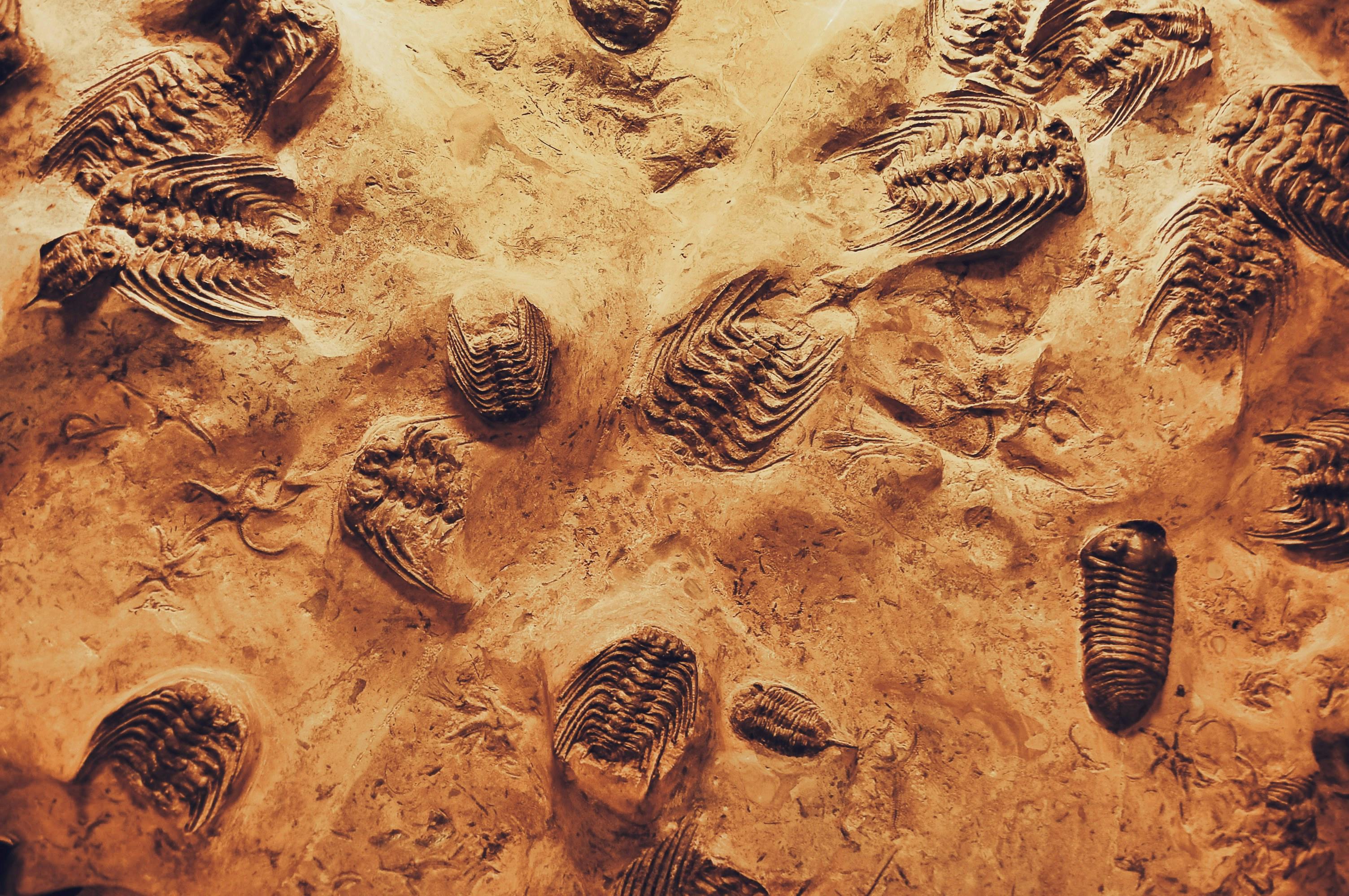 Fossils of Trilobites and other prehistoric organisms. 